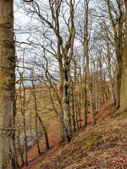 Obraz premium trees in winter in germany
