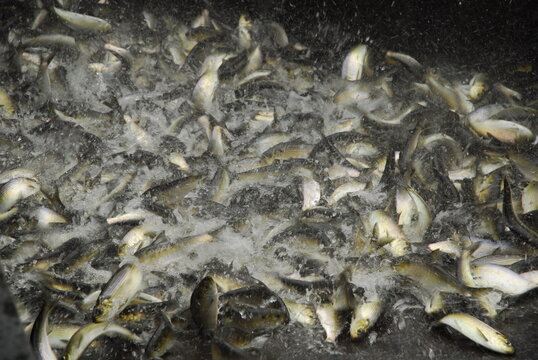Alewives struggle for air as they are being harvested, Damariscotta Mills, Maine     