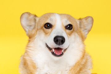 Portraite of cute puppy corgi. Little smiling dog on bright trendy yellow background. Free space for text.