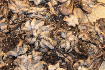 Octopus at fish market in Italy, Venice 