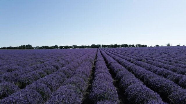 A lavender field filmed with a drone at ground level, with slow movement in front.