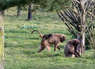 Gelada Baboon (Theropithecus gelada)\