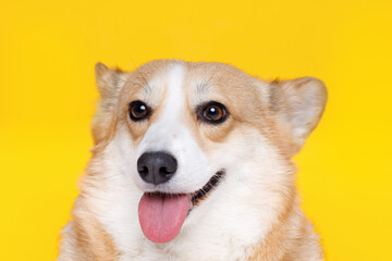 Portraite of cute puppy corgi. Little smiling dog on bright trendy yellow background. Free space for text.