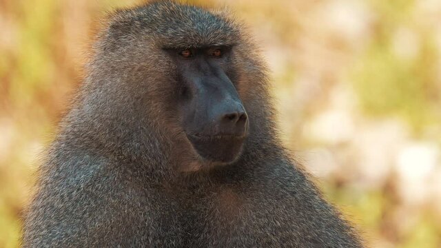 Medium close-up of a baboon looking up into the air. Wildlife footage captured during a scientific expedition in Tanzania, professional cinema equipment, Leica optics, downscale 6K.