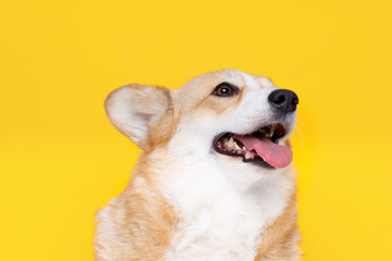 Portraite of cute puppy corgi. Little smiling dog on bright trendy yellow background. Free space for text.