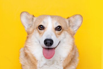 Portraite of cute puppy corgi. Little smiling dog on bright trendy yellow background. Free space for text.