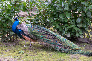 Obraz premium Peacock (pavo cristatus)