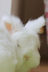 white rabbit at home