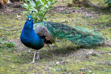 Peacock (pavo cristatus)