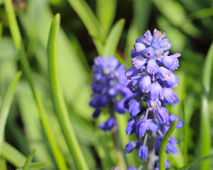 Blue grape hyacinth or Muscari armeniacum in early springtime in garden. Blurred natural background