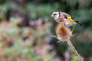 a touch of gold finch