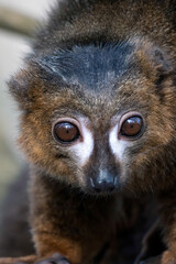 Black Lemur (Eulemur macaco)