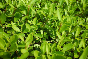 green leaves as nature background