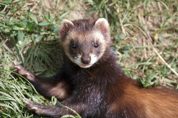 European Polecat (mustela putorius) enjoying the sunshine