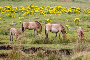 Naklejka na ściany i meble A family of Przewalski Horses (Equus ferus przewalskii) grazing together