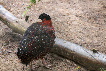 Satyr Tragopan (Tragopan satyra)