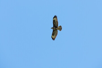 Common Buzzard.(Buteo buteo) near Larret in France
