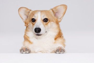 Portraite of cute puppy corgi. Little smiling dog on gray background. Free space for text.