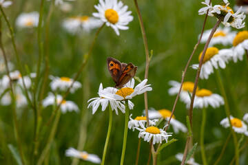 butterfly and oxeye daisy
