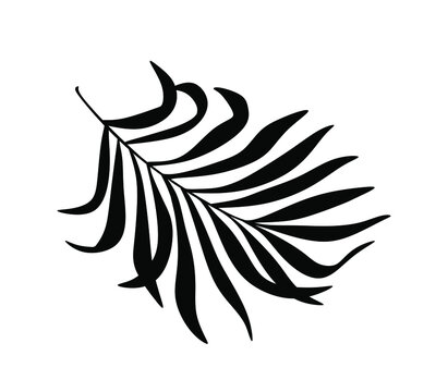 Palm Tree Leaf Black Silhouette Vector Drawing.Tropical leaves stencil shadow isolated on white background. Posters, Cards, Photo,Overlay, Print, Vinyl wall sticker decal. Plotter laser cutting file.