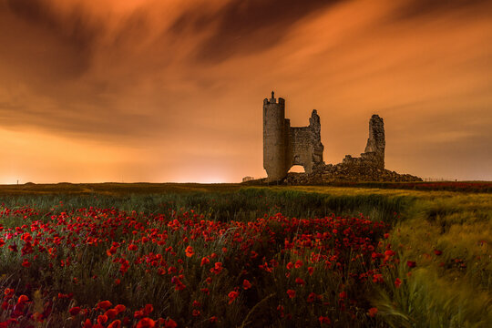 Castillo de Caudilla, campos de amapolas