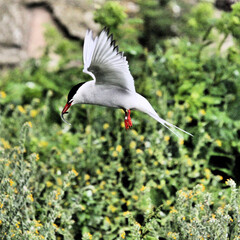 An Arctic tern in flight over Farne Islands