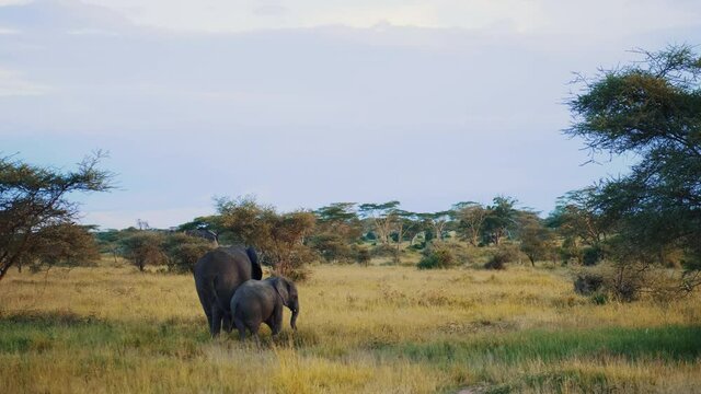 Two African elephant bulls walking across the dry savanna towards the camera. Slow-motion, front view. scientific expedition in Tanzania, professional cinema equipment, Leica optics, downscale 6K.