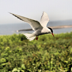 An Arctic tern in flight over Farne Islands