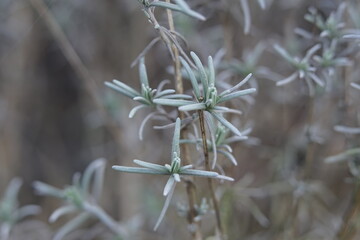 Lavendel fängt an zu wachsen grau flauschige Blätter