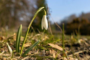 Fresh snowdrop on a meadow near the forest is illuminated by sunlight.