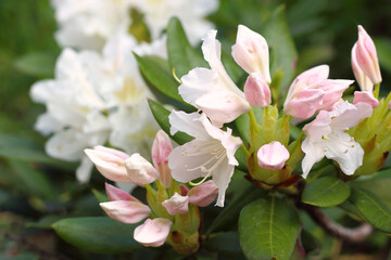 Pink rhododendron buds with white flowers in garden on blurred natural background.  Selective focus