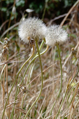 Dandelion (Taraxacum) Seed Head