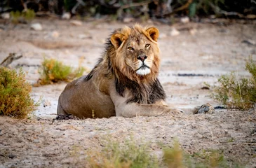 Foto op Canvas A black maned lion in the kalahari © Marc