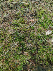 northern germany forest