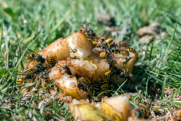 Wasps feeding on rotten fruit