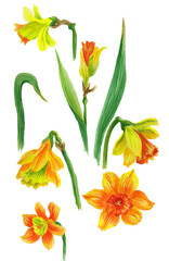 Watercolor colorful elements of bright spring gentle flowers daffodils and elegant leaves. White background.