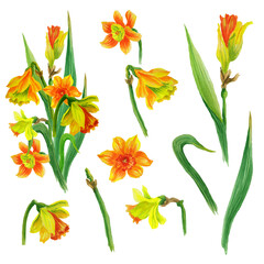 Watercolor colorful elements of bright spring gentle flowers daffodils and elegant leaves. White background.