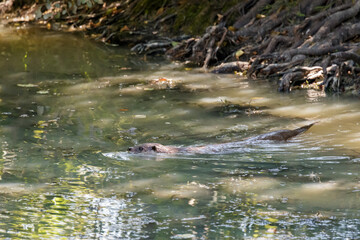 Eurasian Otter (Lutra lutra) swimming through the murky water