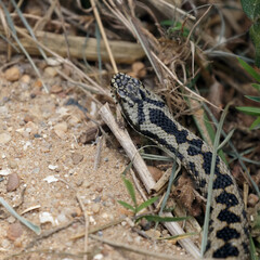 Common European Adder (Vipera berus)