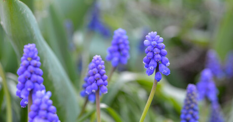 Fototapeta premium Muscari
