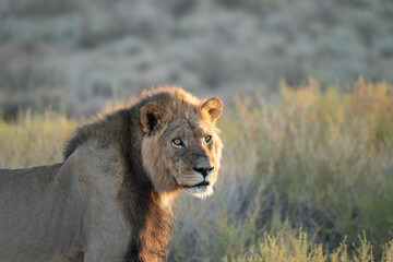 A black maned lion in the kalahari