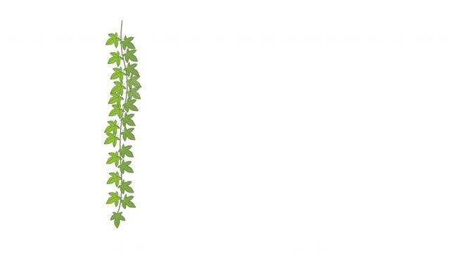 Green ivy creeper plant branch. Green leaves animation. Alpha channel, luma matte, seamless loop.