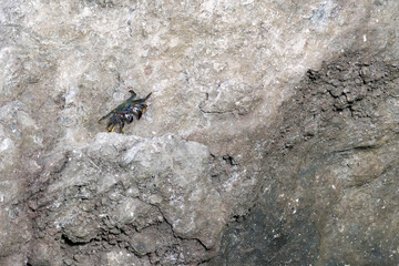 Blue eyed Crab in Tenerife