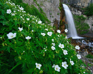 Wildflowers at the base of Stewart Falls, near Sundance Resort and Mt Timpanogas, Utah.   