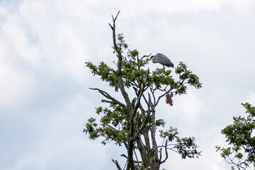 Grey Heron (Ardea cinerea) perched on a tree