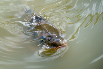 Tench or Doctor fish (Tinca tinca)