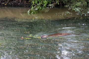 Eurasian Otter (Lutra lutra) swimming through a pond full of algae