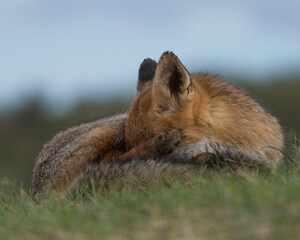 Red fox is relaxing in the grass, photographed in the dunes of the Netherlands.