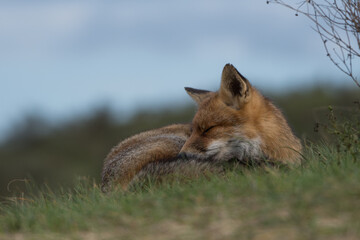 Obraz premium Red fox is relaxing in the grass, photographed in the dunes of the Netherlands.
