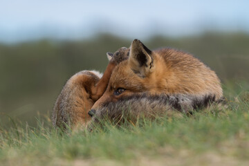 Red fox is relaxing in the grass, photographed in the dunes of the Netherlands.